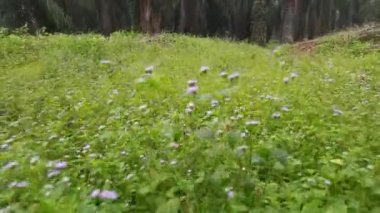 Ageratum Conyzoides otunun üzerinde yürürken çekilmiş görüntüler.