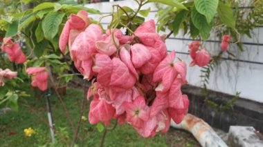 Pembe mussaenda eritrofilla bitkisinin görüntüleri.