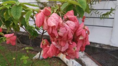 Pembe mussaenda eritrofilla bitkisinin görüntüleri.