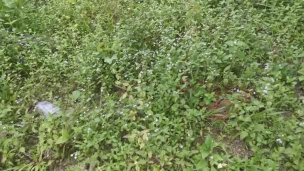 Filmaufnahmen Von Spaziergängen Auf Dem Ageratum Conyzoides Unkraut Feld — Stockvideo