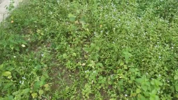 가네루 Ageratum Conyzoides 들판에서 잡초를 — 비디오