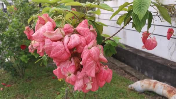 Aufnahmen Der Rosa Mussaenda Erythrophylla Pflanze — Stockvideo