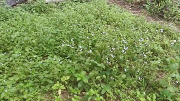 Filmaufnahmen Von Spaziergängen Auf Dem Ageratum Conyzoides Unkraut Feld — Stockvideo