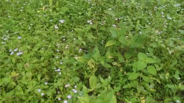 가네루 Ageratum Conyzoides 들판에서 잡초를 — 비디오