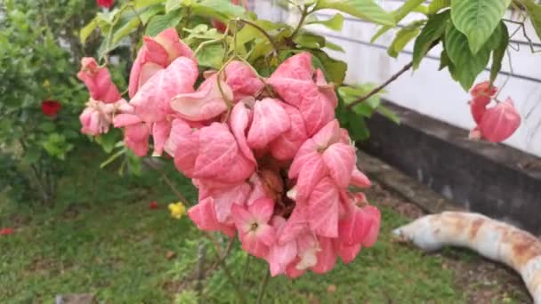 Felvétel Rózsaszín Mussaenda Erythrophylla Növény — Stock videók