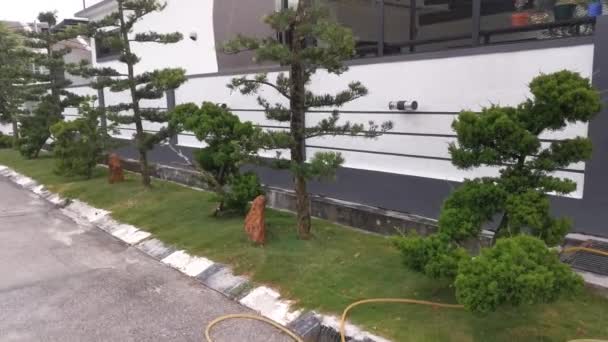 Street Footage Σκηνή Του Ασιατικού Κωνοφόρου Διακοσμητικό Δέντρο Φτέρη — Αρχείο Βίντεο