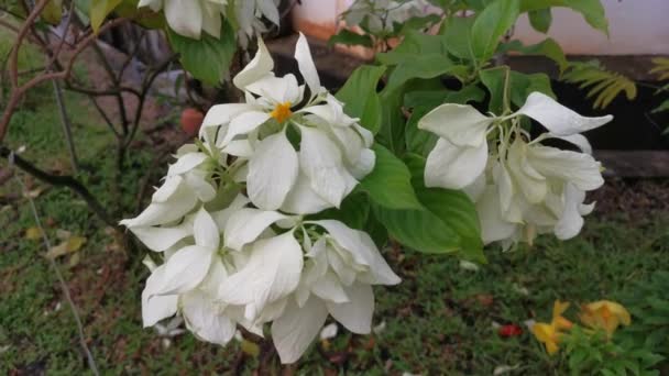 Beeldmateriaal Van Witte Mussaenda Pubescens Plant — Stockvideo