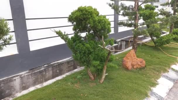 Street Footage Szene Des Asiatischen Nadelbaums Dekorativer Farnbaum — Stockvideo