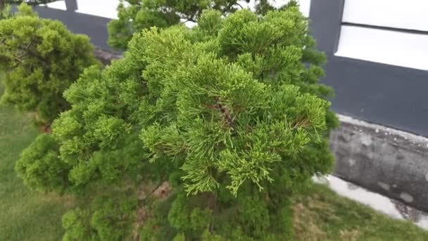 Selvi Ağacının Eğreltiotu Yapraklarının Görüntüleri — Stok video