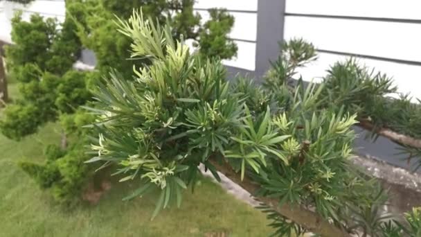 Podocarpus Çam Ağacının Eğreltiotu Yapraklarının Görüntüleri — Stok video