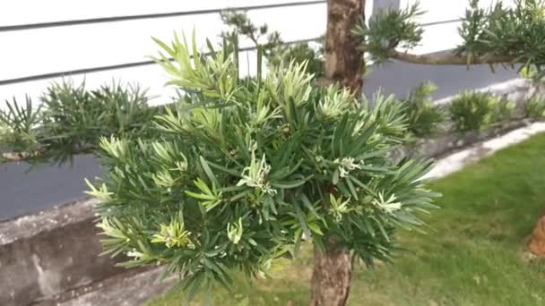 Podocarpus Çam Ağacının Eğreltiotu Yapraklarının Görüntüleri — Stok video