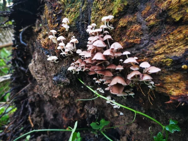 Image Wild White Wood Fungi Mushrooms — Stock Photo, Image