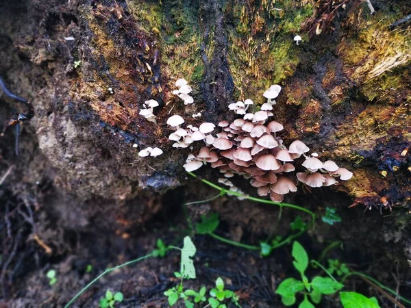 Image Wild White Wood Fungi Mushrooms — Stock Photo, Image
