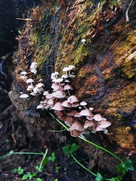 Image Wild White Wood Fungi Mushrooms — 스톡 사진