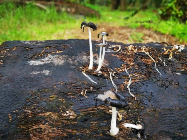 Imagem Fungos Madeira Branca Selvagem Cogumelos — Fotografia de Stock