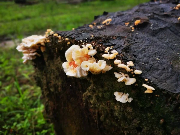 野生の白木の真菌やキノコのイメージ — ストック写真