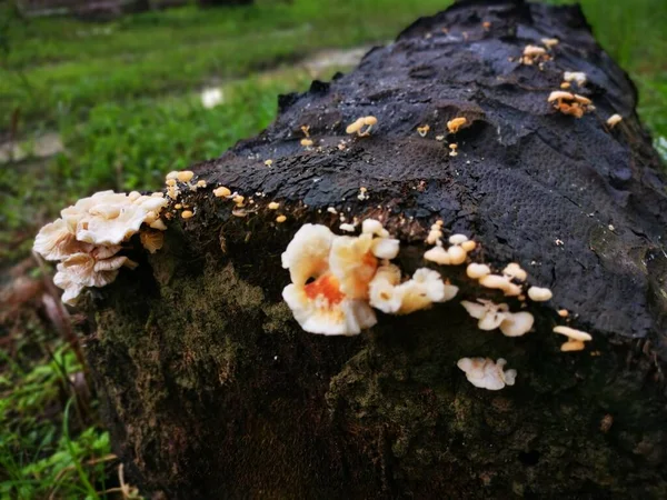 Bild Von Wilden Weißen Holzpilzen Oder Pilzen — Stockfoto