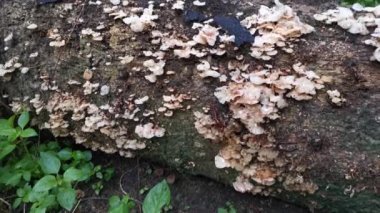 Vahşi beyaz orman mantarlarının veya mantarların görüntüleri..