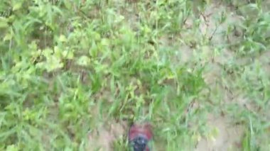 Çalı çimleri ve otlar üzerinde yürüyen birinin ayak görüntüsü..