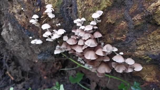 Imagens Dos Fungos Cogumelos Madeira Branca Selvagens — Vídeo de Stock