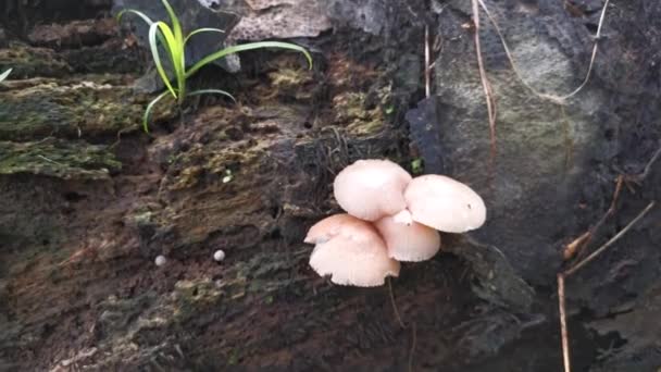 Imagens Dos Fungos Cogumelos Madeira Branca Selvagens — Vídeo de Stock