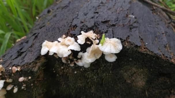 Aufnahmen Der Wilden Weißen Holzpilze Oder Pilze — Stockvideo