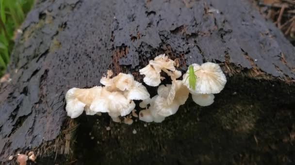 Imagens Dos Fungos Cogumelos Madeira Branca Selvagens — Vídeo de Stock