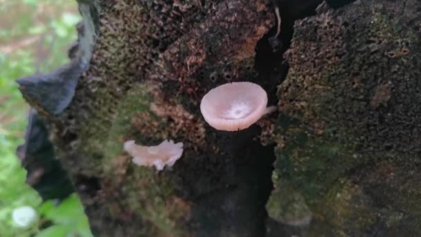 Imagens Dos Fungos Cogumelos Madeira Branca Selvagens — Vídeo de Stock