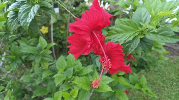 Imágenes Del Hibisco Rojo Común Rosa Sinensis — Vídeos de Stock
