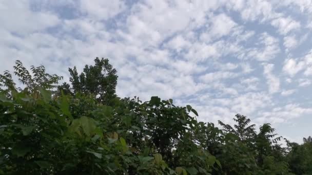 Riprese Della Chiara Scena Del Cielo Azzurro Del Mattino — Video Stock