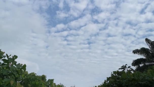 Imagens Cena Manhã Céu Azul Claro — Vídeo de Stock