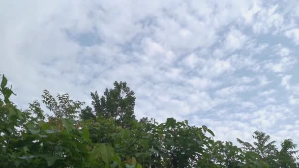 Riprese Della Chiara Scena Del Cielo Azzurro Del Mattino — Video Stock