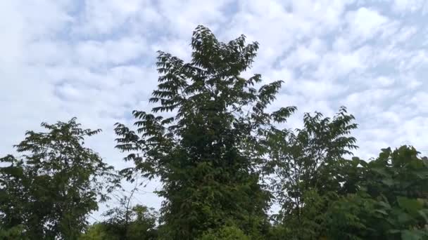 Açık Mavi Gökyüzü Sabah Sahnesinin Görüntüleri — Stok video