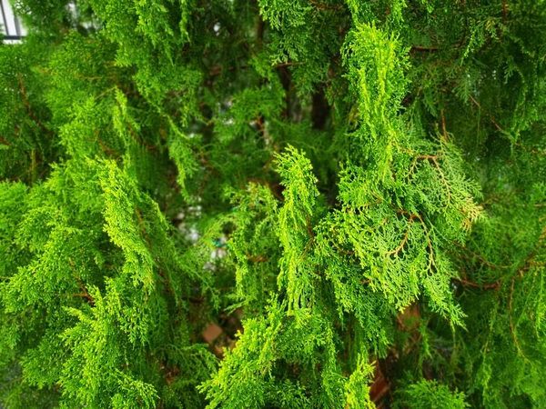 Vacker Grön Platycladus Orientalis Träd — Stockfoto