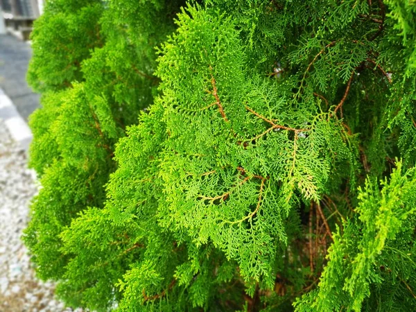 Vacker Grön Platycladus Orientalis Träd — Stockfoto