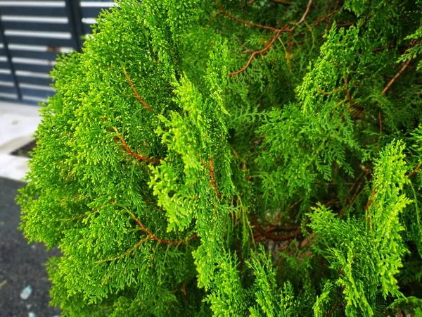 Vacker Grön Platycladus Orientalis Träd — Stockfoto