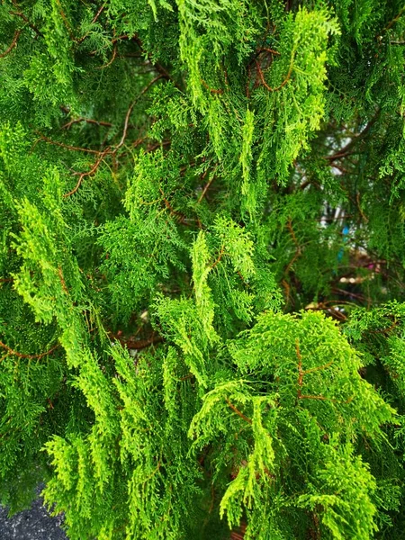 Vacker Grön Platycladus Orientalis Träd — Stockfoto