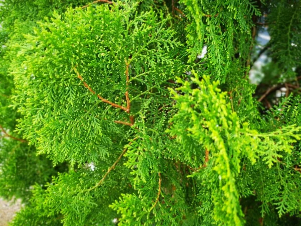 Vacker Grön Platycladus Orientalis Träd — Stockfoto