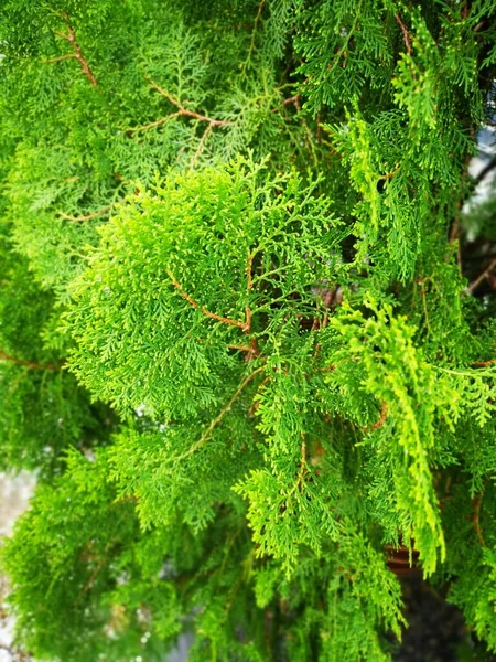 Vacker Grön Platycladus Orientalis Träd — Stockfoto