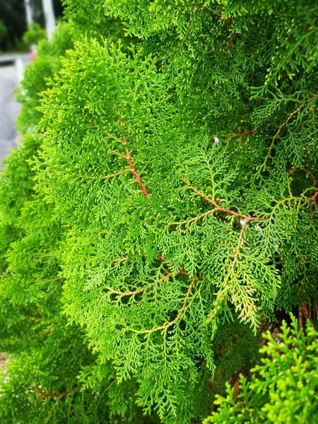 Schöner Grüner Platycladus Orientalis Baum — Stockfoto