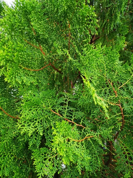 Beautiful Green Platycladus Orientalis Tree — Stock Photo, Image