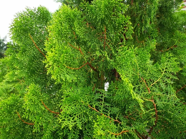 Vacker Grön Platycladus Orientalis Träd — Stockfoto