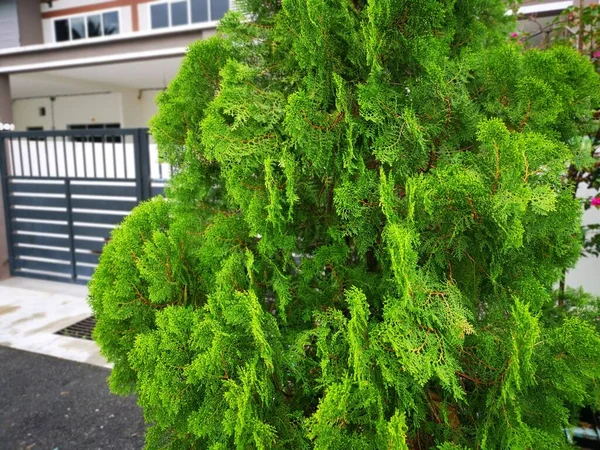 Vacker Grön Platycladus Orientalis Träd — Stockfoto