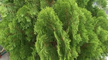 Güzel yeşil platycladus orientalis ağacının görüntüleri