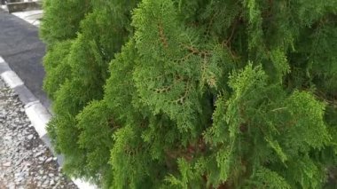 Güzel yeşil platycladus orientalis ağacının görüntüleri