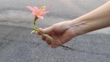 Çizgili Barbados Lily 'nin görüntüleri.
