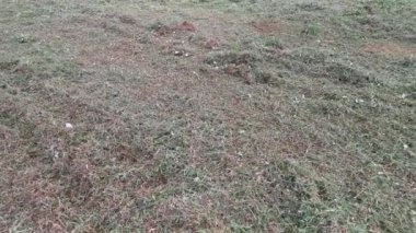 Tarlada biçilmiş çimlerin görüntüleri..