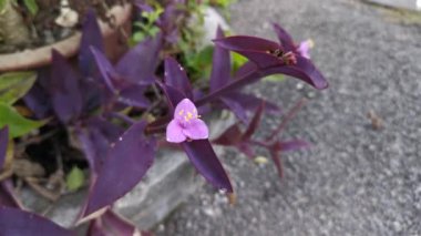 Mor küçük tradescantia pallida bitkisinin görüntüleri.