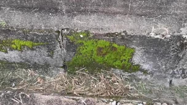 Footage Green Moss Grows Concrete Drain — Stock Video