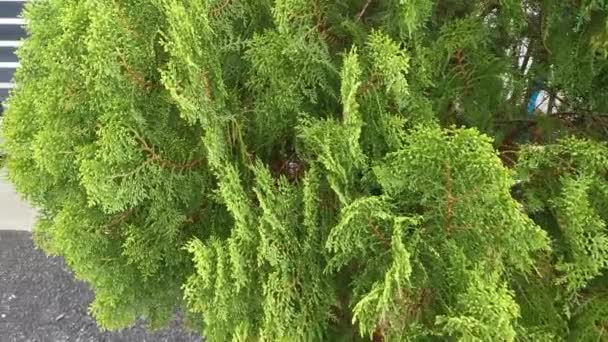 Güzel Yeşil Platycladus Orientalis Ağacının Görüntüleri — Stok video